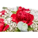 Bouquet of burgundy peonies